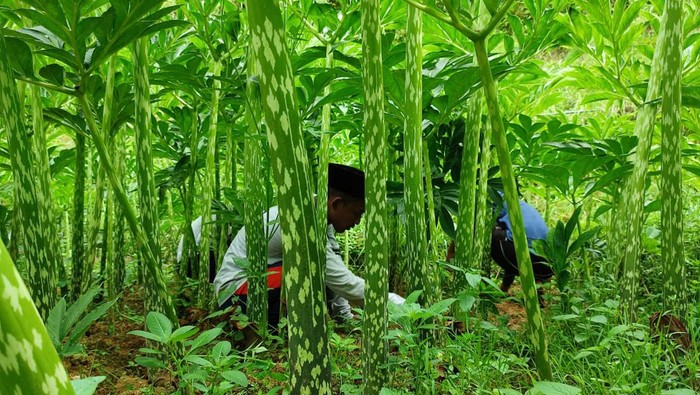Porang Jadi Komoditas Andalan Penopang Ekonomi Ponpes di Ponorogo