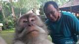 Selfie Ikonik Bersama Monyet, Ini Caranya!