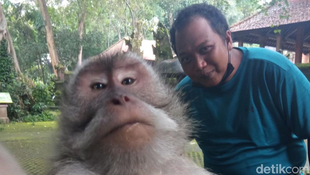 Selfie Ikonik Bersama Monyet, Ini Caranya!