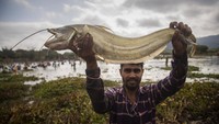 Seorang warga menunjukkan ikan hasil tangkapannya saat ikut serta dalam festival Bhogali Bihu.