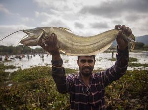 Unik! Begini Cara Warga di India Merayakan Festival Panen