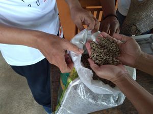 Sabar, Ya! Penerbangan Sulit Masuk Pedalaman, Stok Kopi Papua Minim