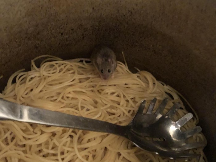 Netizen Temukan Tikus di Wadah Mie
