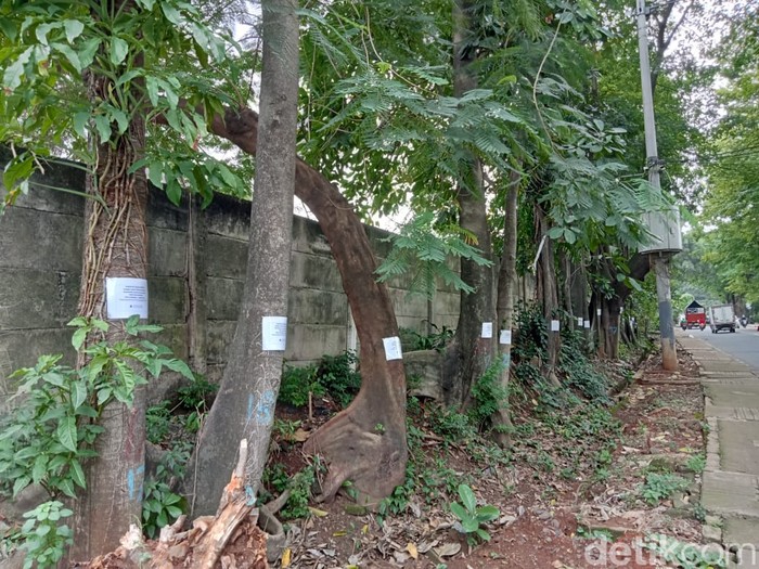 Pepohonan yang terancam ditebang demi pelebaran jalan di Jl RS Fatmawati, Jaksel. (Anggi Muliawati/detikcom)