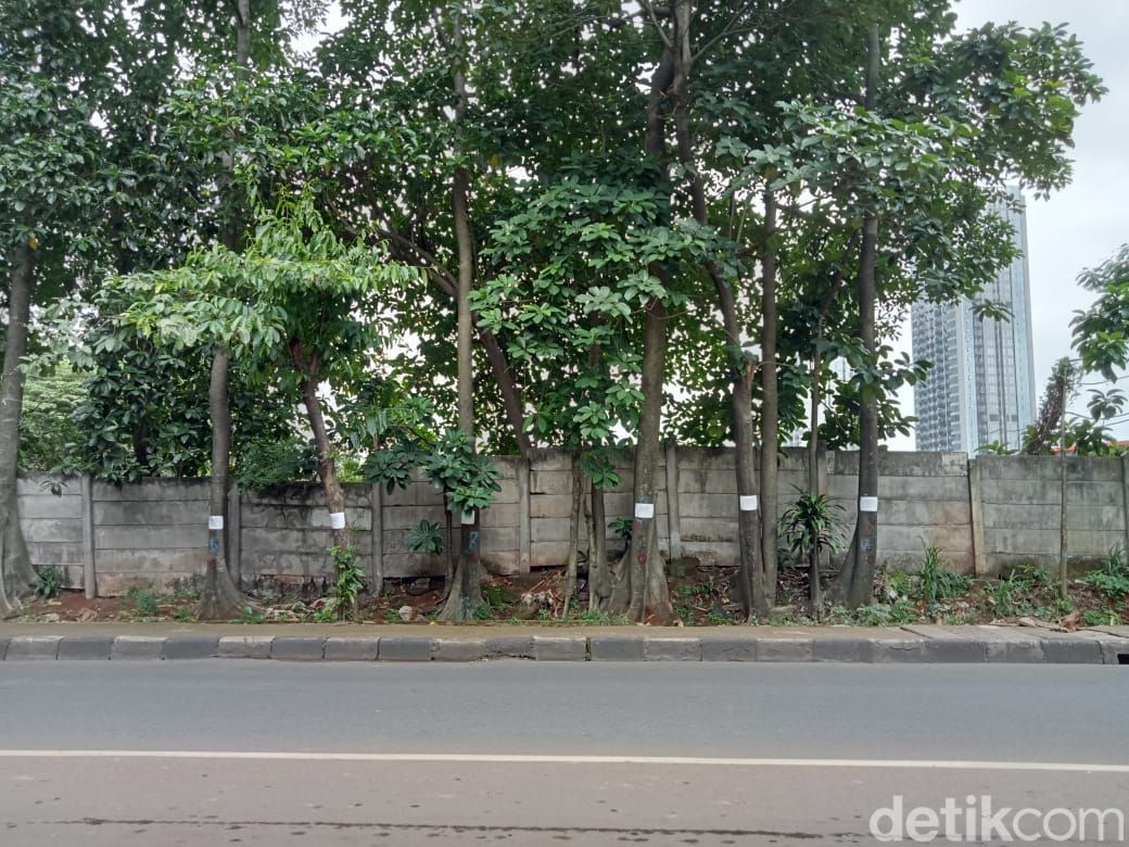 Pepohonan yang terancam ditebang demi pelebaran jalan di Jl RS Fatmawati, Jaksel. (Anggi Muliawati/detikcom)