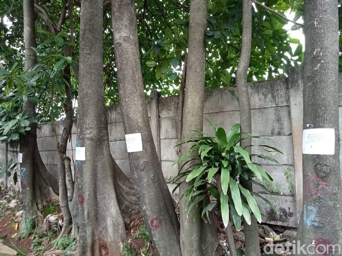 Pepohonan yang terancam ditebang demi pelebaran jalan di Jl RS Fatmawati, Jaksel. (Anggi Muliawati/detikcom)