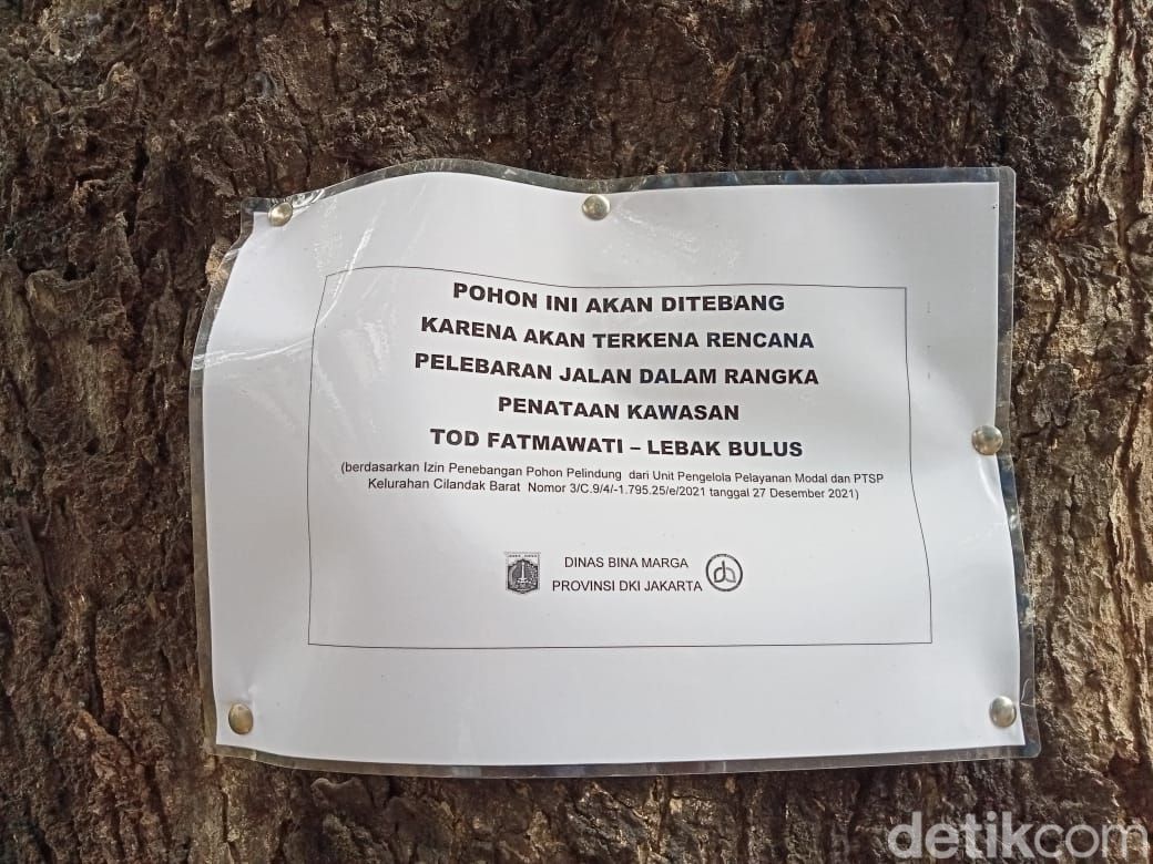 Pepohonan yang terancam ditebang demi pelebaran jalan di Jl RS Fatmawati, Jaksel. (Anggi Muliawati/detikcom)