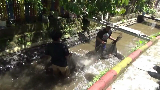 Warga Lumajang Budi Daya Ikan, Sungai Jadi Bersih dan Cuan Masuk Kantong
