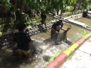 Warga Lumajang Budi Daya Ikan, Sungai Jadi Bersih dan Cuan Masuk Kantong
