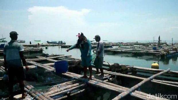 budi daya ikan kerapu