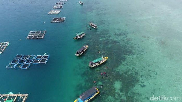 budi daya ikan kerapu