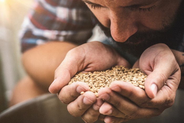 Fakta tentang barley