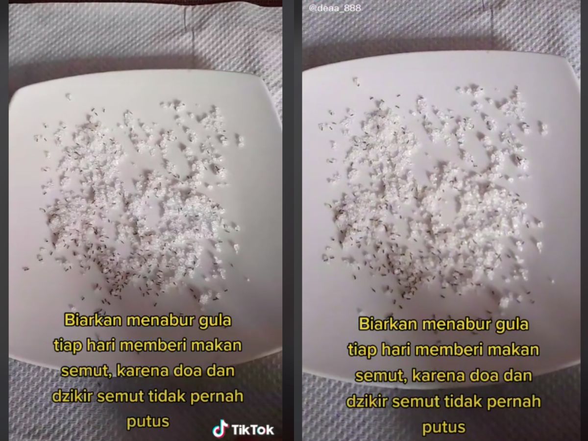 Memberi makan semut