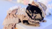 Sherly menyebut, pesta ulang tahun anjing miliknya menelan biaya ratusan juta Rupiah.