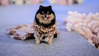 Perayaan ulang tahun Hermes pun mengundang ratusan tamu. Diketahui, ada sekitar 250 tamu undangan yang hadir dalam pesta ulang tahun anjing milik Sherly tersebut.