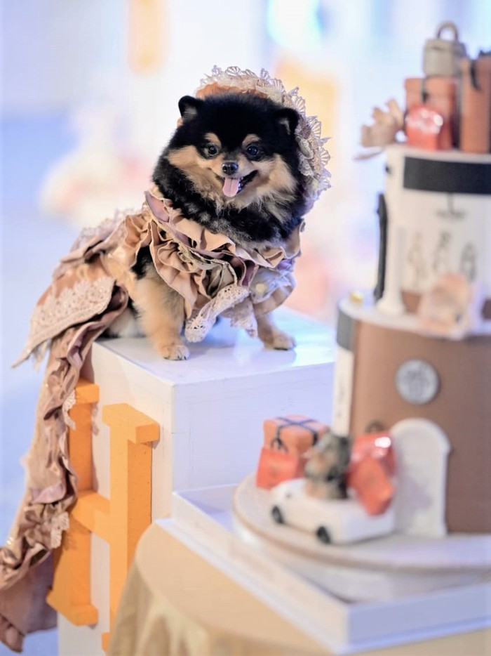 Mewah! Ultah Anjing Ini Habiskan Uang Ratusan Juta Rupiah Hermes, seekor anjing di Surabaya merayakan ulang tahun pertamanya secara mewah. Biaya yang dihabiskan untuk perayaan ultah itu pun mencapai ratusan juta rupiah