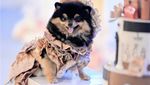 Mewah! Ultah Anjing Ini Habiskan Uang Ratusan Juta Rupiah