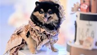 Sherly mengatakan ia menggelontorkan biaya paling banyak untuk souvenir. Selain itu, makanan yang disediakan di pesta ulang tahun Hermes pun berasal dari restoran terkenal. Ia juga menyediakan sweet corner untuk anjing yang hadir dalam pesta tersebut. Tak lupa Sherly juga menyewa jasa studio foto terkenal untuk kebutuhan dokumentasi acara.