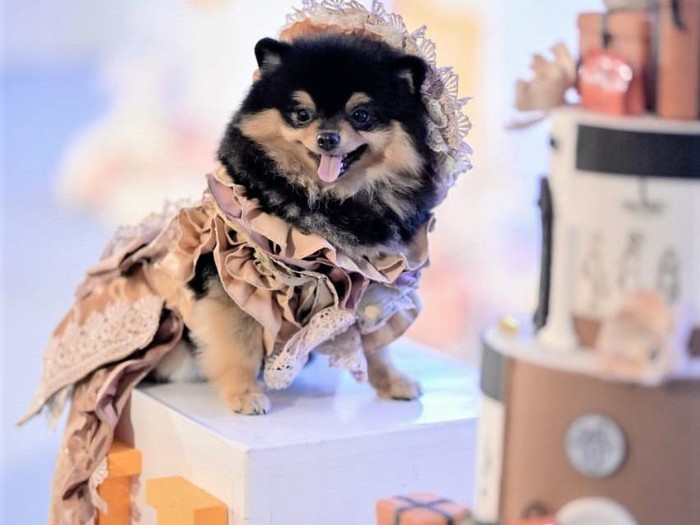 Hermes, seekor anjing di Surabaya merayakan ulang tahun pertamanya secara mewah. Biaya yang dihabiskan untuk perayaan ultah itu pun mencapai ratusan juta rupiah