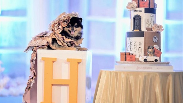 Mewah! Ultah Anjing Ini Habiskan Uang Ratusan Juta Rupiah Hermes, seekor anjing di Surabaya merayakan ulang tahun pertamanya secara mewah. Biaya yang dihabiskan untuk perayaan ultah itu pun mencapai ratusan juta rupiah