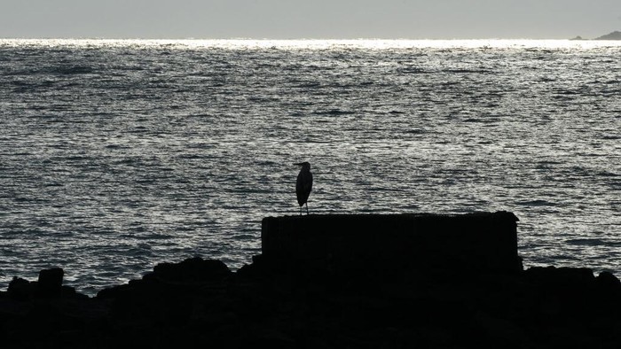 Pesona Kepulauan Galapagos, Rumah Beragam Satwa Unik Kepulauan Galapagos dikenal sebagai rumah bagi beragam satwa unik. Di kepulauan ini Charles Darwin meneliti tentang keanekaragaman hayati pada abad ke-19.