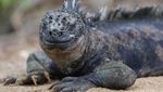 Pesona Kepulauan Galapagos, Rumah Beragam Satwa Unik