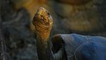 Pesona Kepulauan Galapagos, Rumah Beragam Satwa Unik