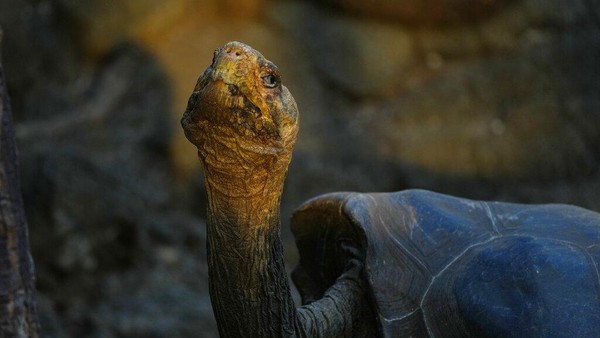 Selain iguana laut, Kepulauan Galapagos juga menjadi rumah bagi kura-kura raksasa, iguana merah muda, hingga peguin galapagos. 