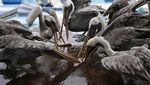Pesona Kepulauan Galapagos, Rumah Beragam Satwa Unik