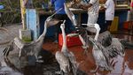 Pesona Kepulauan Galapagos, Rumah Beragam Satwa Unik