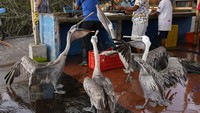Kepulauan yang terletak di Samudera Pasifik ini juga masuk dalam daftar Situs Warisan Dunia UNESCO.