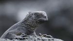 Pesona Kepulauan Galapagos, Rumah Beragam Satwa Unik
