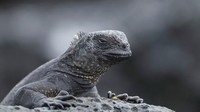 Beberapa tempat wisata terkenal di Galapagos adalah Tuneles de Lava yang merupakan gua alam. Kemudian ada Los Tuneles yakni gua yang terletak di atas air. Di spot wisata tersebut juga tinggal satwa endemik seperti iguana laut, albatros, sampai penyu.