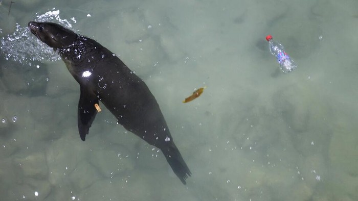 Pesona Kepulauan Galapagos, Rumah Beragam Satwa Unik Kepulauan Galapagos dikenal sebagai rumah bagi beragam satwa unik. Di kepulauan ini Charles Darwin meneliti tentang keanekaragaman hayati pada abad ke-19.