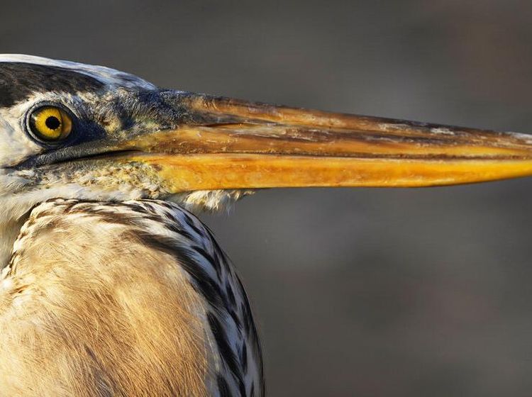 Pesona Kepulauan Galapagos, Rumah Beragam Satwa Unik