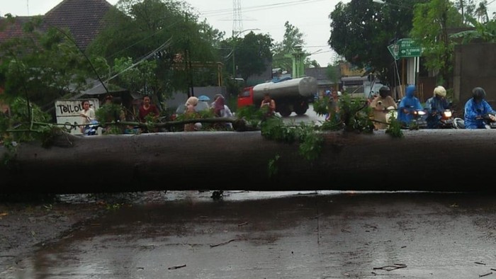 Peristiwa pohon tumbang rawan terjadi di Pasuruan. Sebuah pohon randu berukuran besar tumbang disapu angin kencang di Winongan.