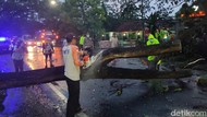 Pohon Tumbang Sempat Tutup Jalan Nasional Trenggalek-Tulungagung