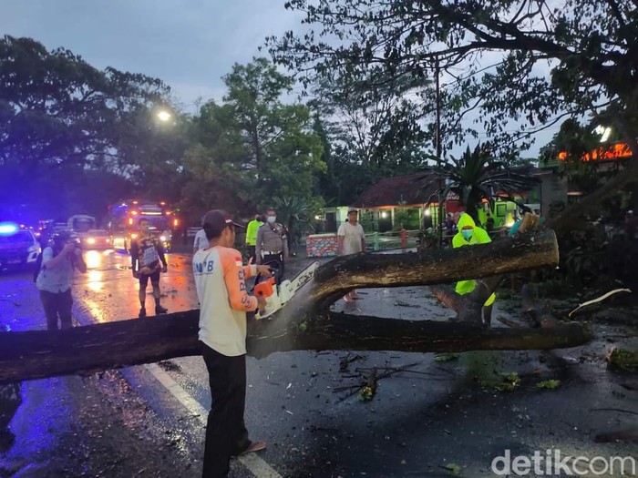 Hujan deras disertai angin kencang menumbangkan pohon di jalan nasional Trenggalek-Tulungagung. Pohon tumbang juga ada yang menimpa gerobak warung makan.