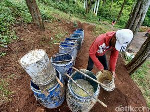 Perjuangan Pria di Bandung Jalan Kaki Tembus Hutan Demi Getah Pinus