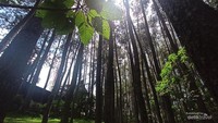 Hamparan pinus di Tahura Djuanda