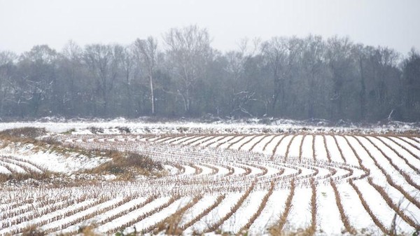 Salju yang menumpuk di antara barisan tanaman yang dipanen menciptakan pola di sebuah ladang di Canton, Miss. Warga Mississippi di beberapa bagian negara bagian tengah dan utara terbangun karena salju pada Minggu pagi. AP/Barbara Gauntt