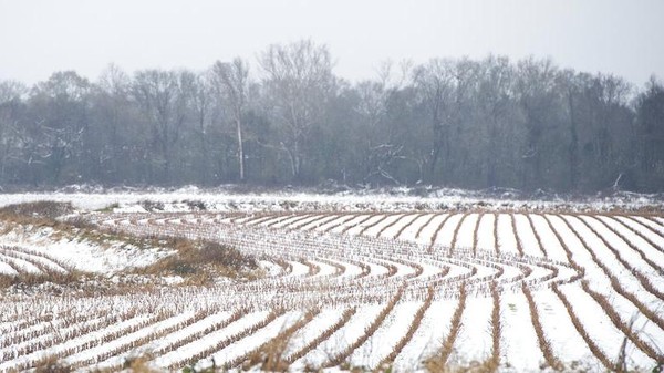 Salju yang menumpuk di antara barisan tanaman yang dipanen menciptakan pola di sebuah ladang di Canton, Miss. Warga Mississippi di beberapa bagian negara bagian tengah dan utara terbangun karena salju pada Minggu pagi. AP/Barbara Gauntt Salju yang menumpuk di antara barisan tanaman yang dipanen menciptakan pola di sebuah ladang di Canton, Miss. Warga Mississippi di beberapa bagian negara bagian tengah dan utara terbangun karena salju pada Minggu pagi. AP/Barbara Gauntt