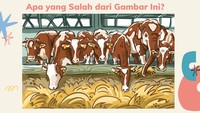 Gambar ini memperlihatkan sapi-sapi yang sedang makan rumput. Tapi, ada yang aneh di sana. (Foto: Atilah Tia Abelta/detikHealth)