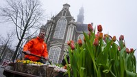 Suasana ibukota Belanda semakin cerah dengan garis warna dalam bentuk ribuan tandan tulip gratis yang dibagikan oleh petani di Amsterdam, Belanda.