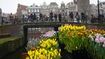Berbagi Bunga Tulip Gratis Usai Lockdown di Belanda