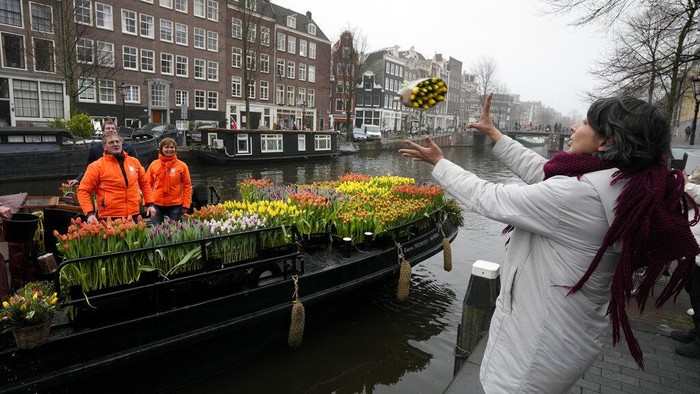 Berbagi Bunga Tulip Gratis Usai Lockdown di Belanda On the day stores in Amsterdam and across the Netherlands cautiously re-opened after weeks of coronavirus lockdown, the Dutch capital's mood was further lightened by dashes of color in the form of thousands of free bunches of tulips handed out by growers from a boat in the canals of Amsterdam, Netherlands, Saturday, Jan. 15, 2022. (AP Photo/Peter Dejong)