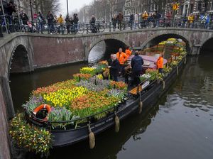 Berbagi Bunga Tulip Gratis Usai Lockdown di Belanda