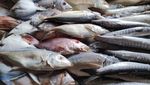 Pedasnya Kepiting Jumbo Saus Chili yang Nampol