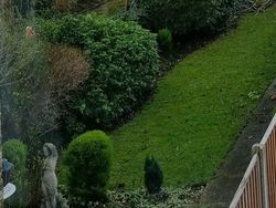 Uji Kejelian Mata Mencari Posisi Kucing di Foto Ini, Yakin Bisa?