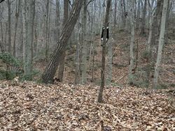 Uji Kejelian Mata Mencari Posisi Kucing di Foto Ini, Yakin Bisa?